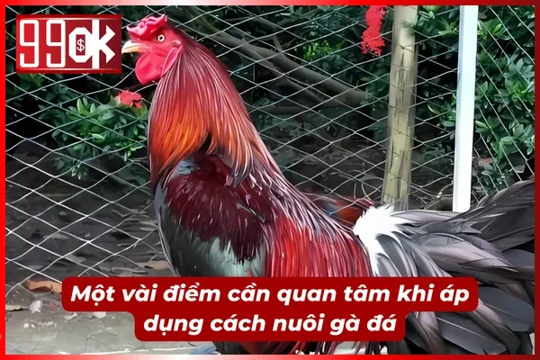 Cẩn thận mắc sai lầm khi áp dụng cách nuôi chiến kê hiệu quả